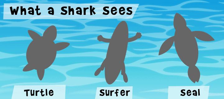 赶海发现有人被鲨鱼活活咬死,海上鲨鱼被咬死