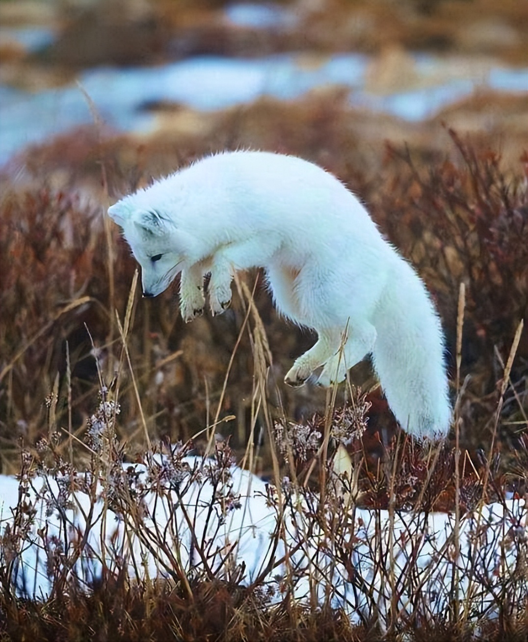罕见白狐现身杭州！眼神很媚、爱吃火腿不怕人，为何说绝非好事？