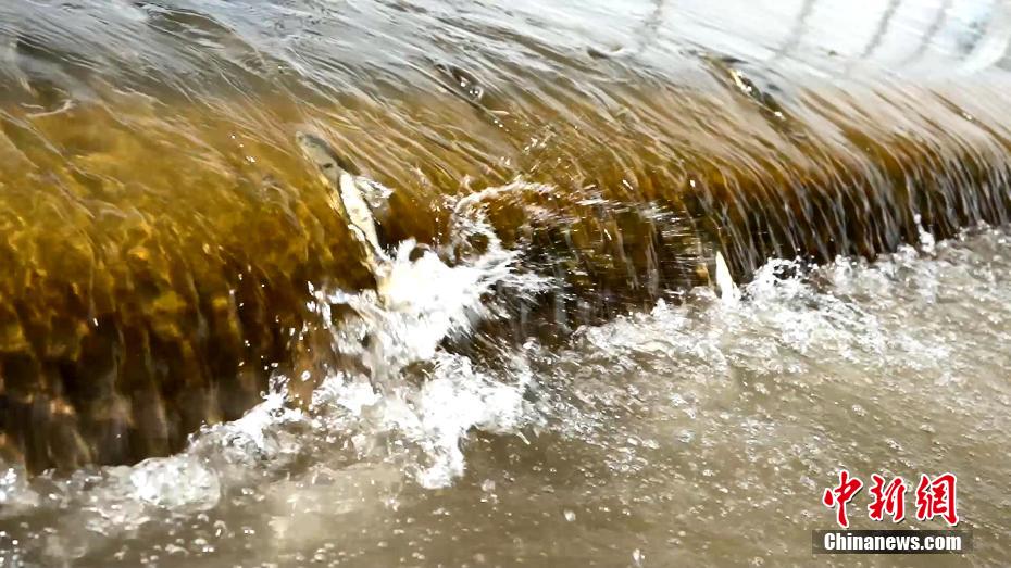 青海湖鱼鸟天堂视频,青海湖水面大了起来鱼鸟多了起来