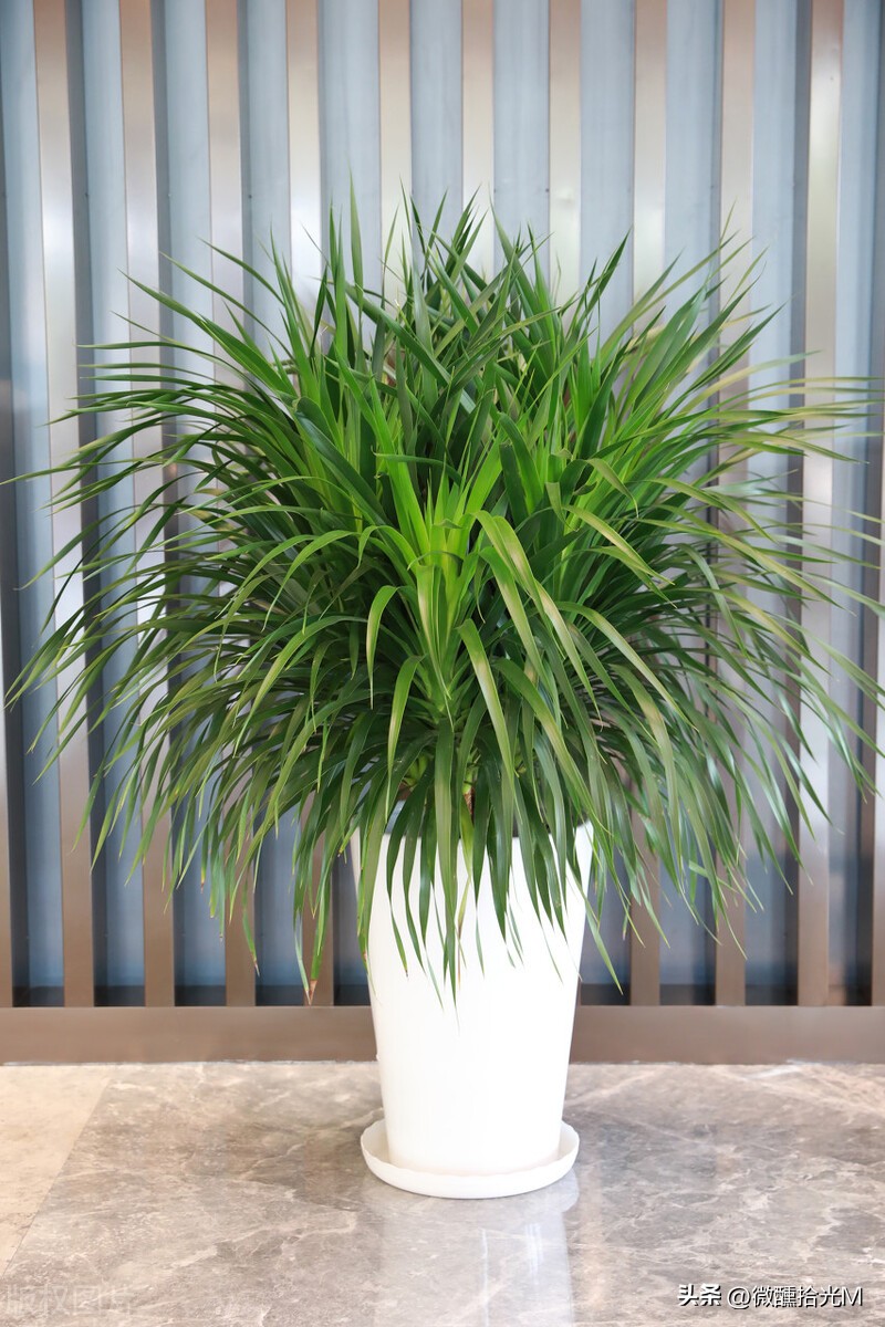 客厅摆放什么绿植好看又好养,客厅最适宜摆放的绿植