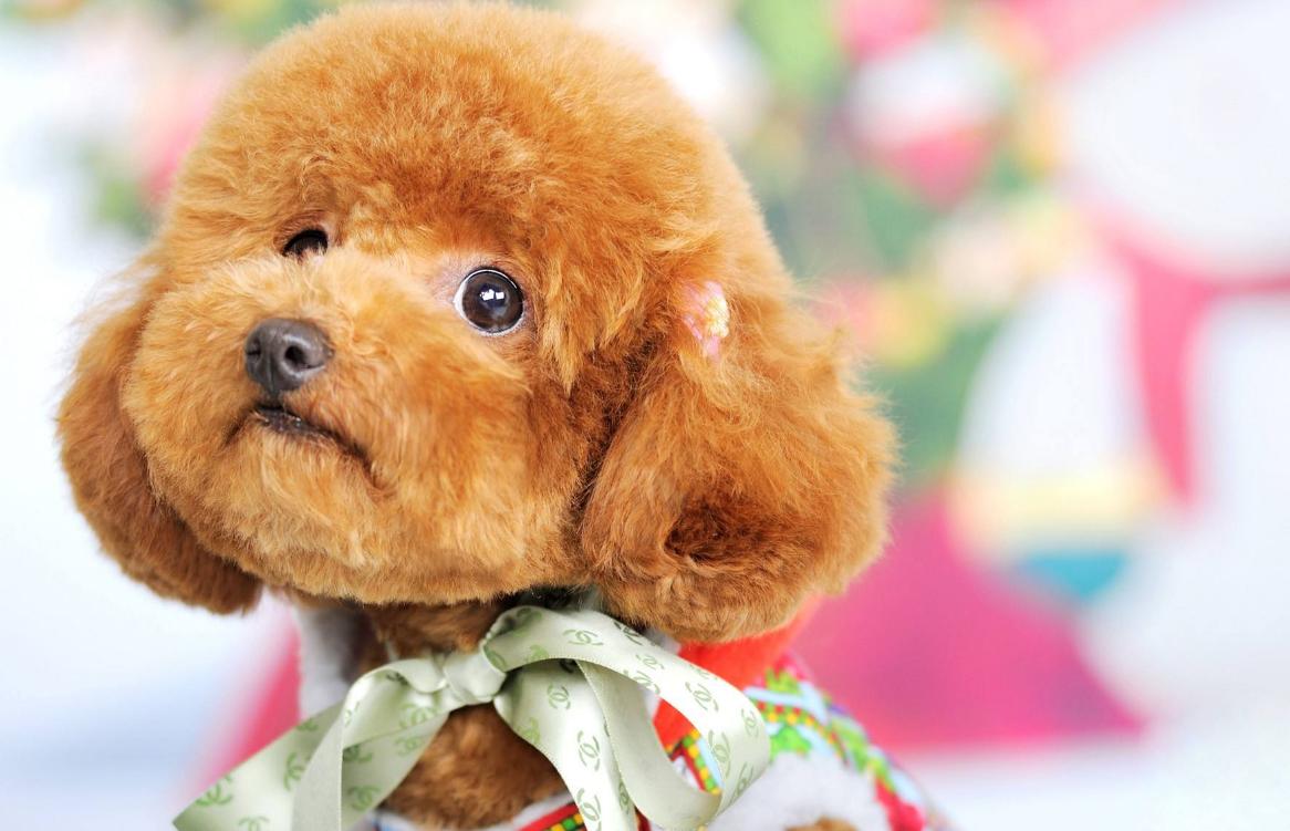 泰迪喜欢干的事,泰迪喜欢主人经常会有这些表现