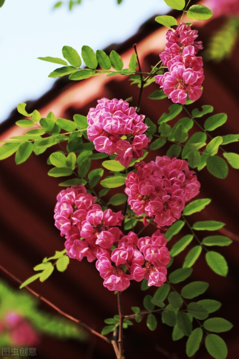 玫瑰花是爱情的象征还是祝福,玫瑰花表达爱情的最佳象征