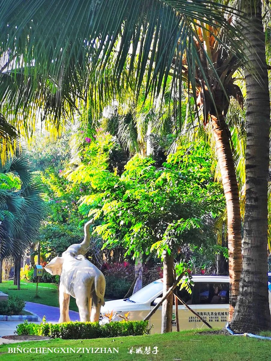 旅居海南：九所新区的浪漫情