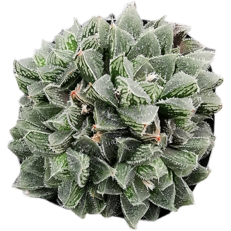 花看久了也厌了什么意思,花看腻了怎么办