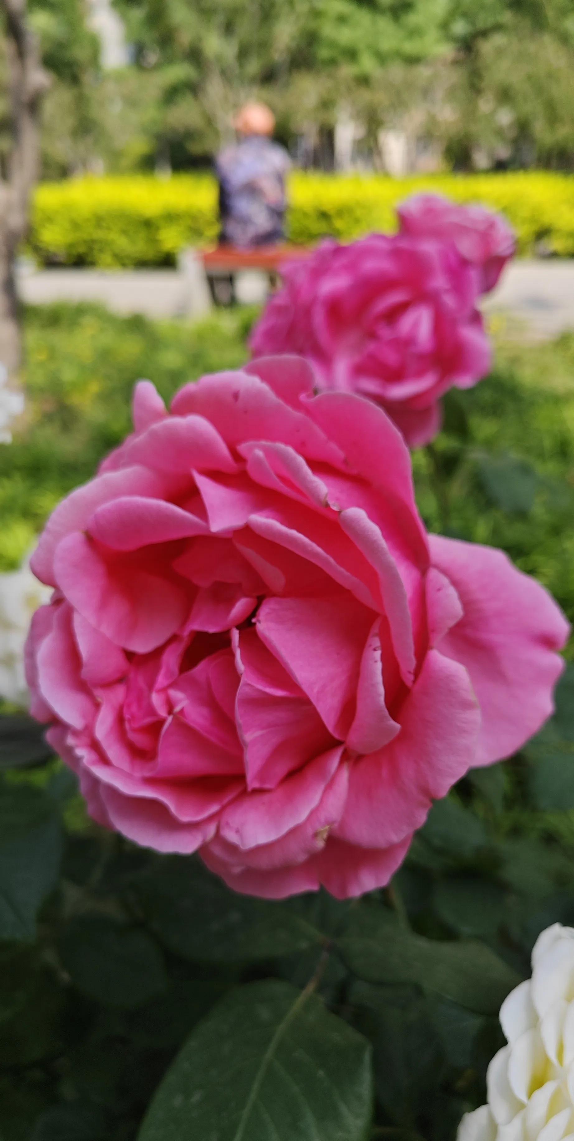 春天的月季花的描写,春天的月季花是什么颜色