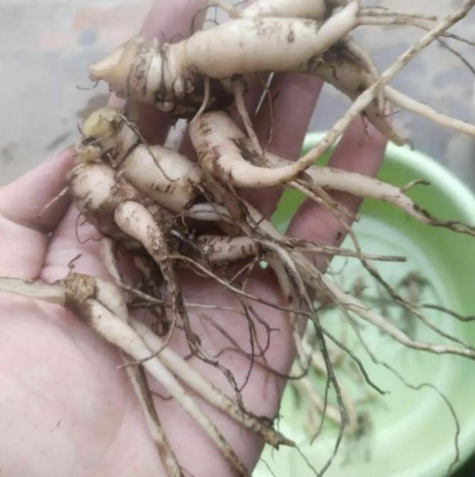 挖出一棵150年以上的老山参,挖出最大的野山参