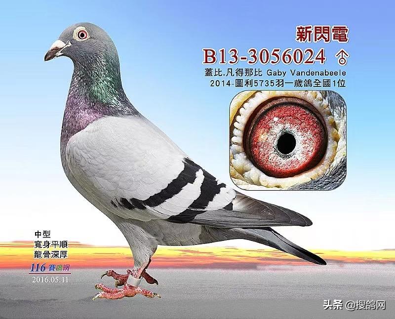 盖比顶级种鸽的特征图,盖比花头顶级种鸽