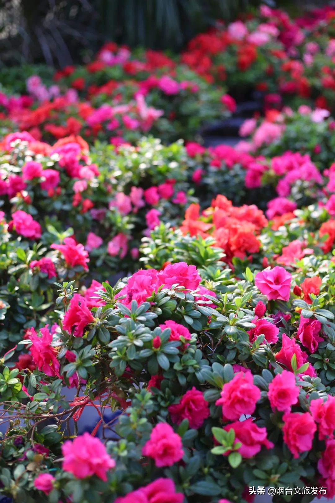 烟台祥和花鸟市场,烟台花鸟市场