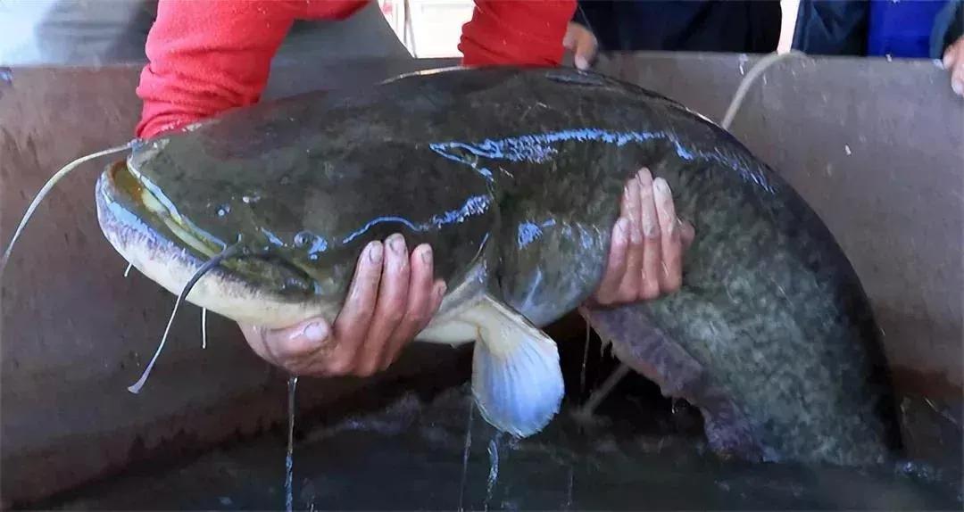 男子20万买一条半死不活的鱼,小伙花800元买一条蓝色大鱼