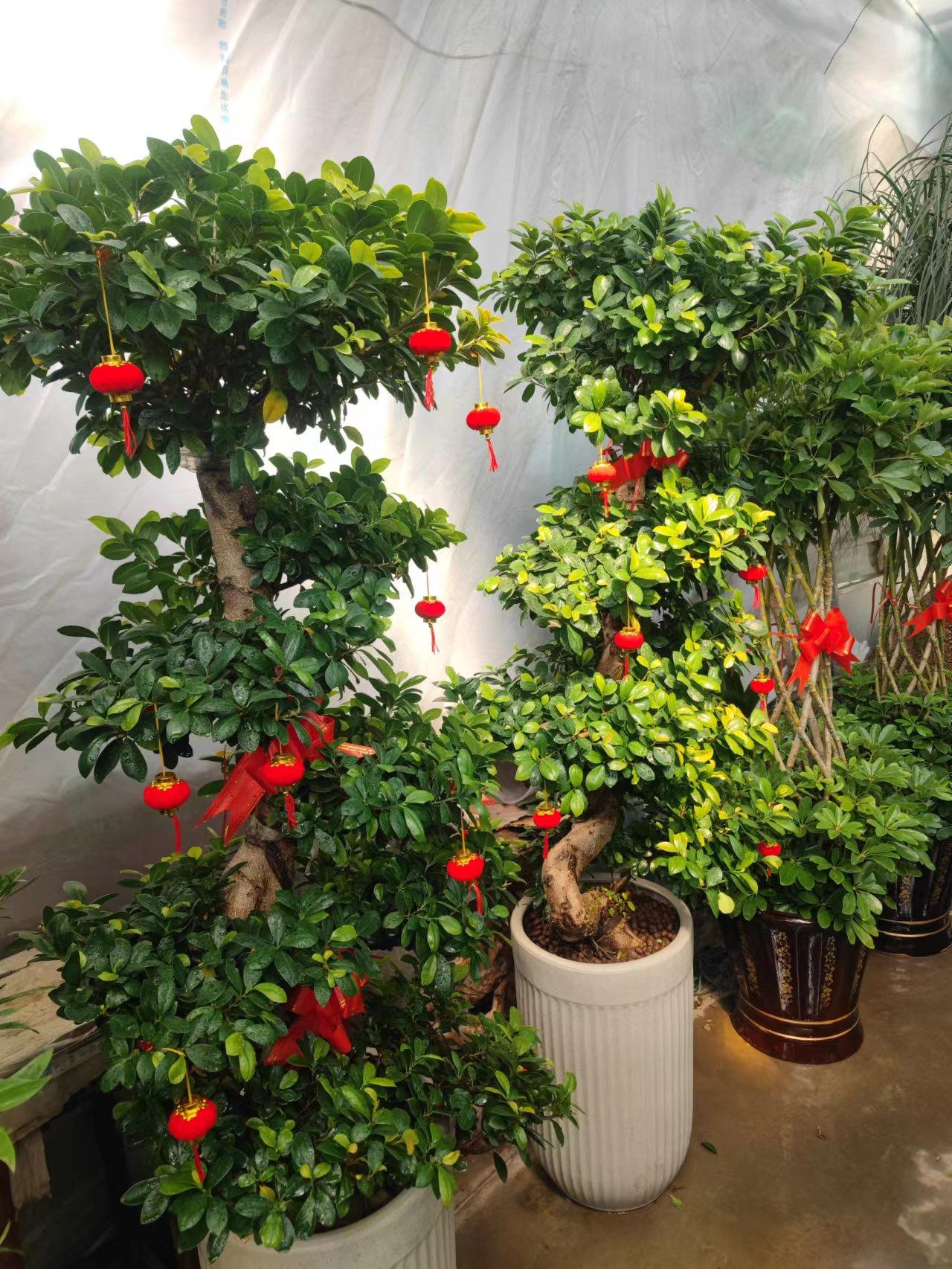 摇钱树盆景种植,如何养摇钱树盆景