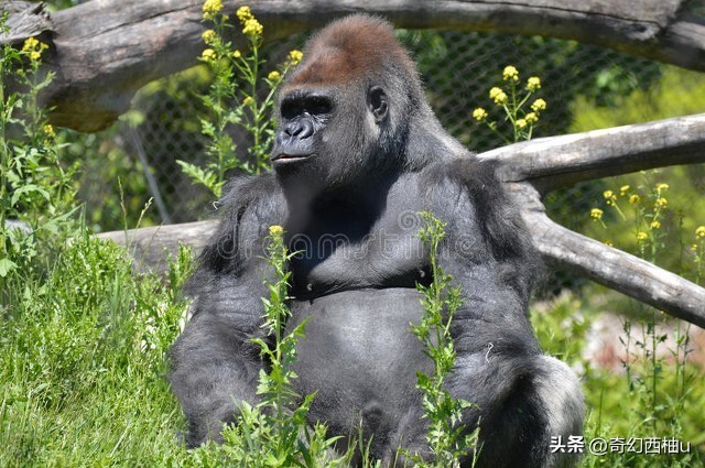 为什么哺乳动物没有鼻毛,为什么哺乳动物不长绿毛