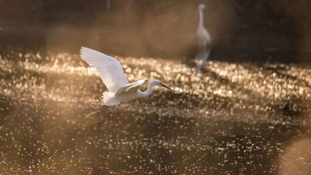 大雁照片真实照片,大雁图片真实照片