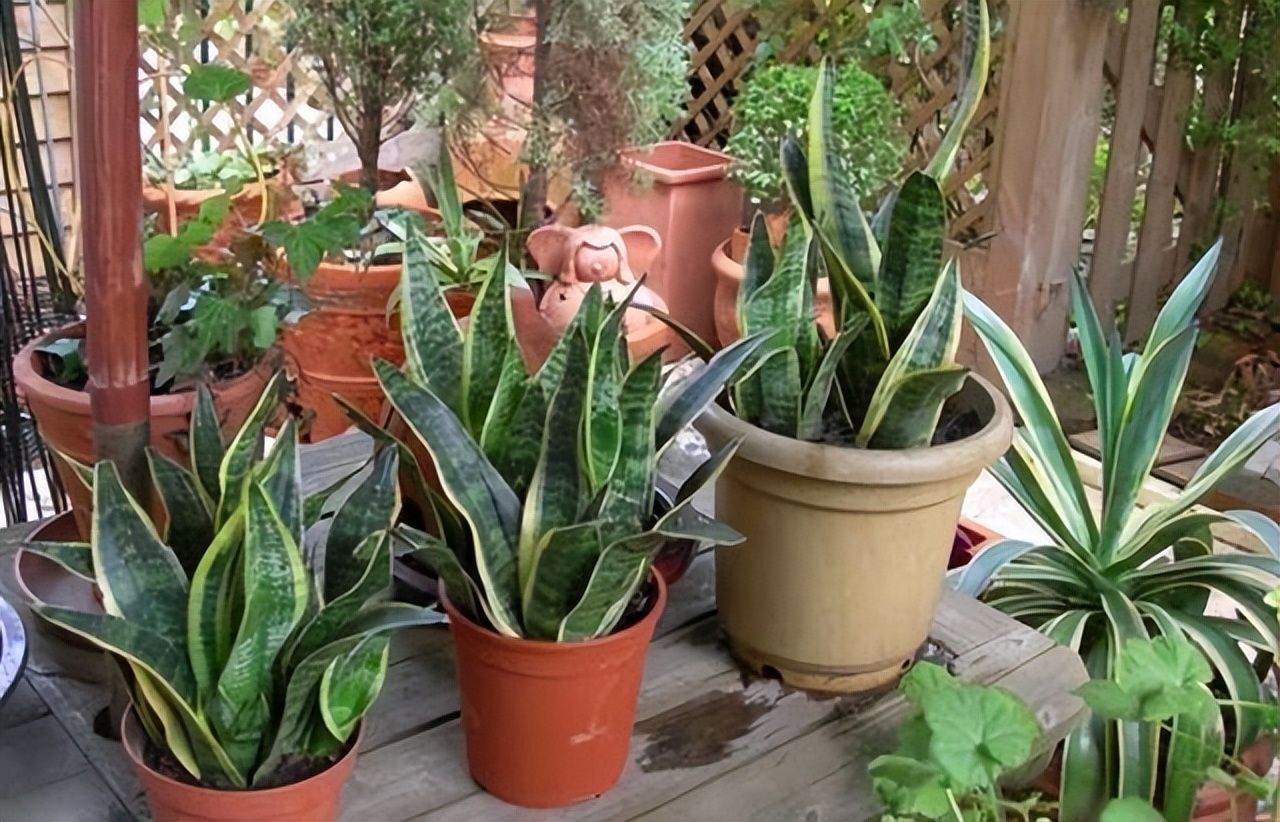 这4种花最好别养在室内,吸甲醛最好的10种花