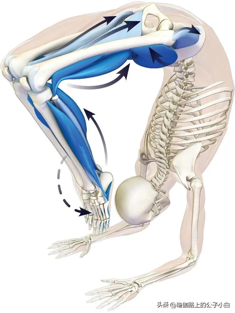 瑜伽解剖体式哈他,瑜伽解剖体式讲解
