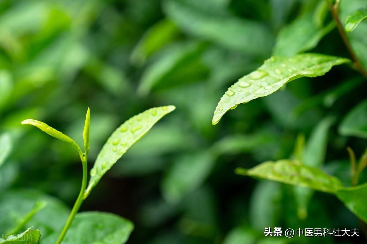 治前列腺炎为什么首先要调理脾胃,中药调理前列腺炎的思路