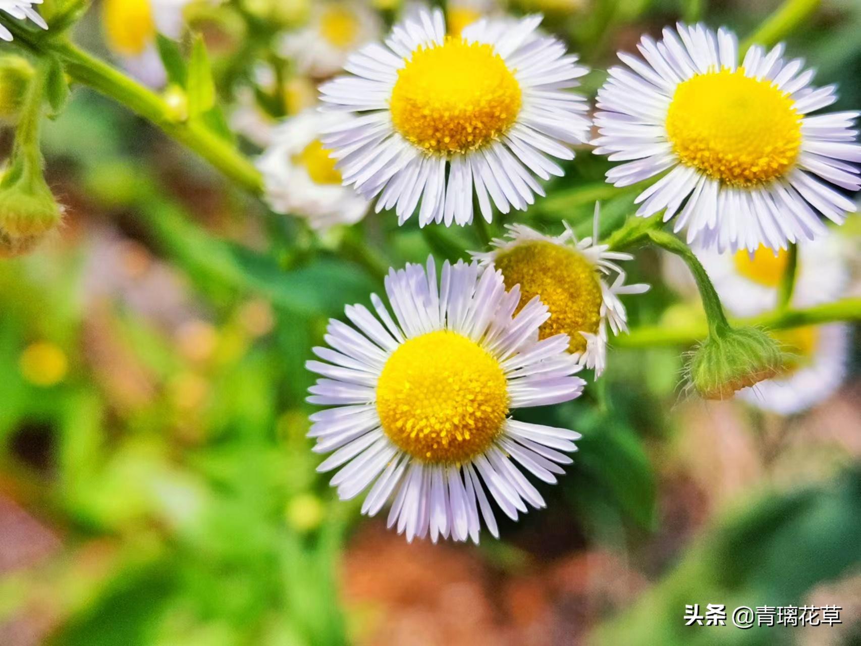 夏天开好多种颜色的小花,夏天里开的最茂盛的花朵有哪些