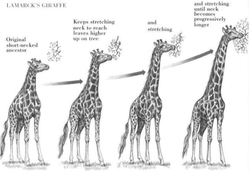 站着睡觉的动物有长颈鹿么,长颈鹿如何踢爆狮子