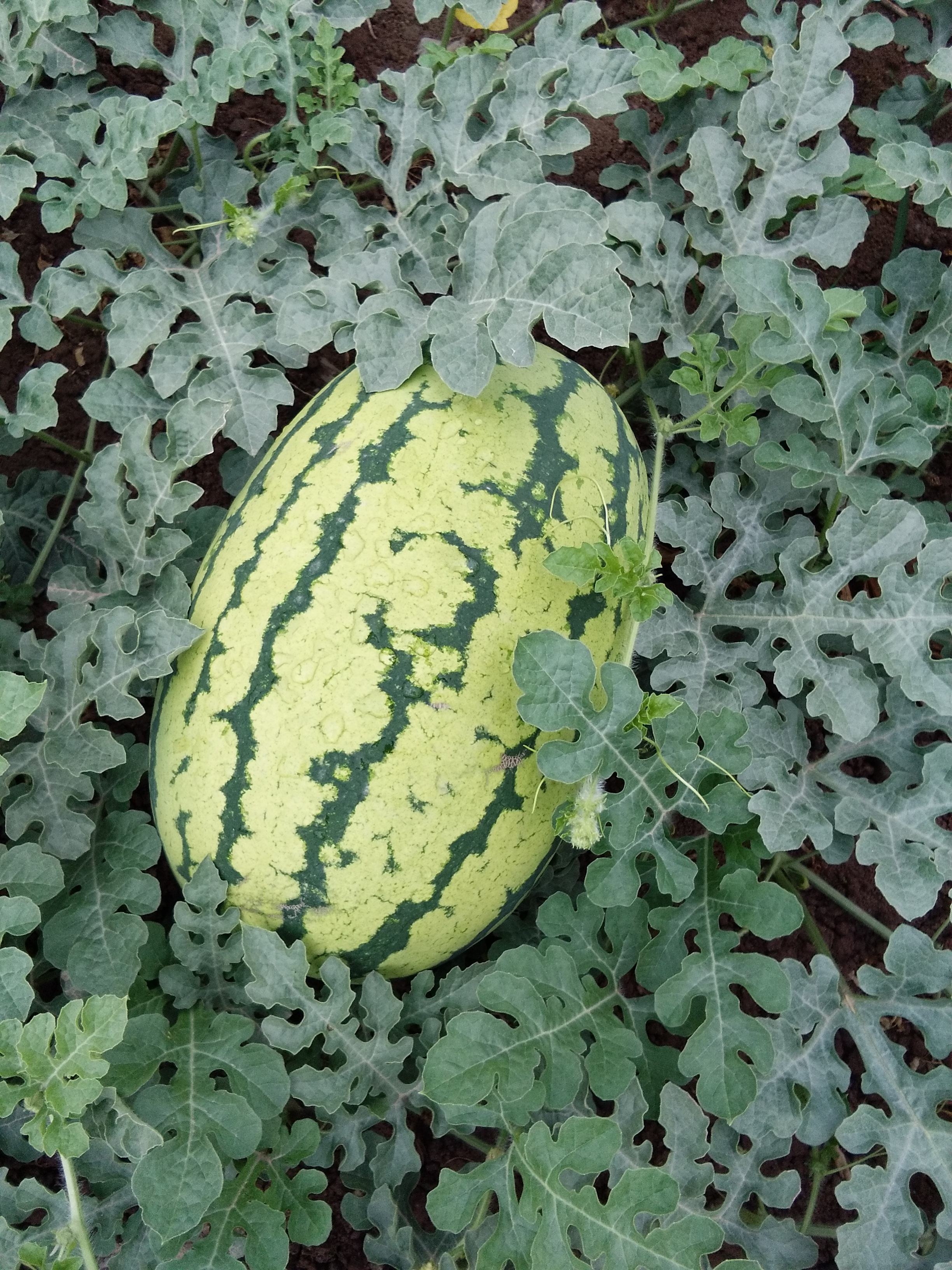 甘肃的什么地方的水果最好吃,甘肃的特色水果是什么