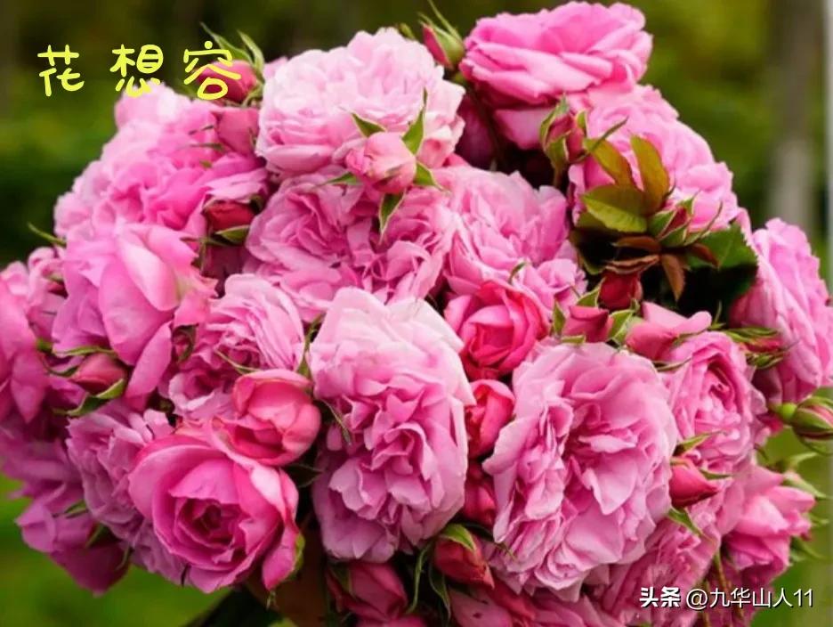 天狼无刺多头月季品种有哪些,天狼十大藤本月季排名