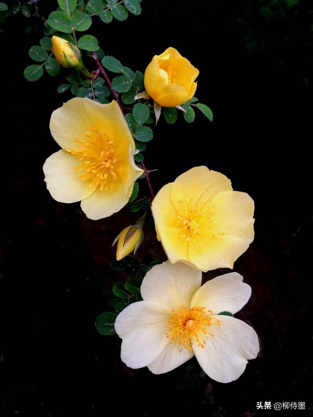 手机拍照片有哪些优点和缺点？3个摄影技巧，助你扬长避短