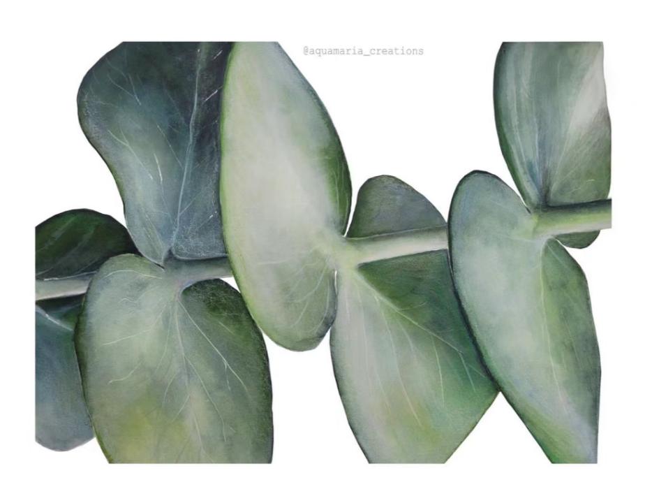 天然尤加利精油,尤加利茶树精油