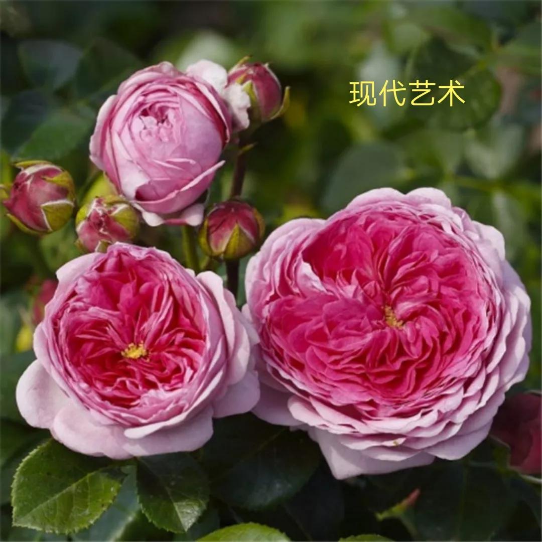 花店卖的切花月季品种,切花月季冬季修剪方法