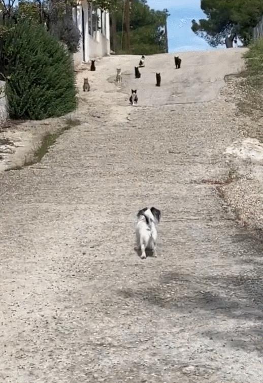 派出所警犬擦手,警犬被拿去擦手