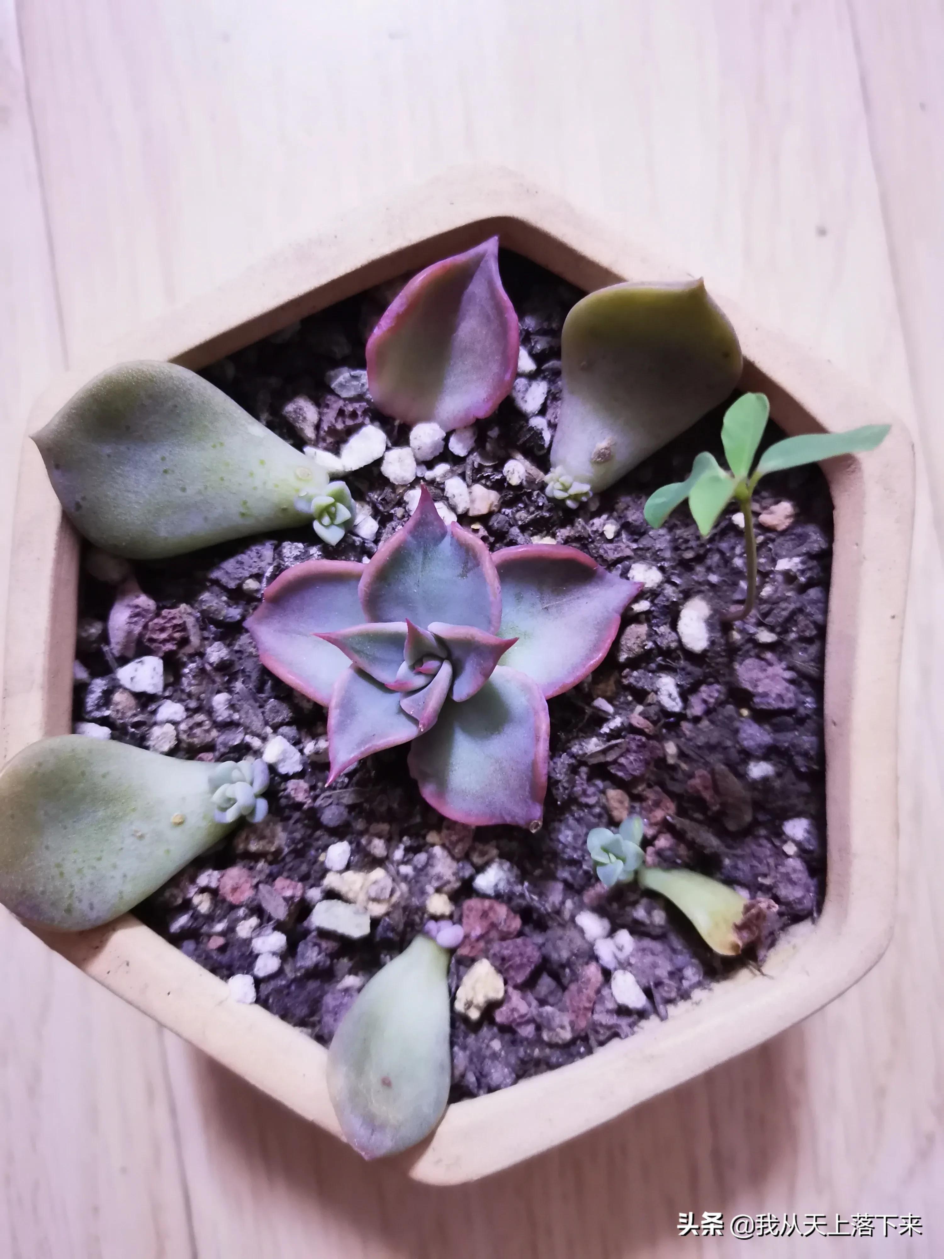 多肉品种及图片大全欣赏,多肉品种辨别图片大全欣赏