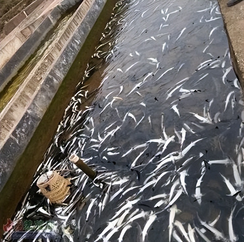 湖北大叔鱼肚中发现“黑黄金”，一条鱼卖600万！三年赚两亿