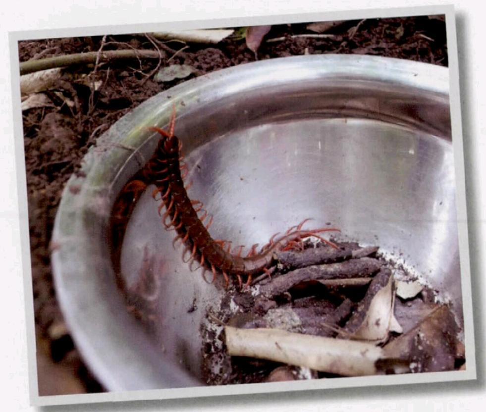 蜈蚣毒性与蜈蚣大小有关吗,巨型蜈蚣和普通蜈蚣哪个毒