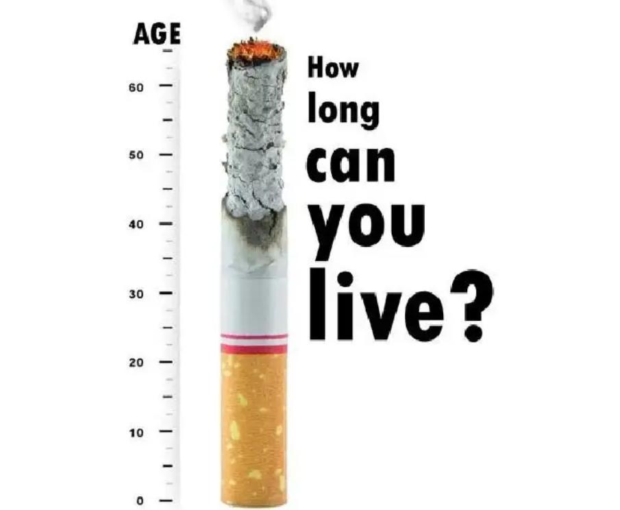 吸烟危害动物实验视频,吸烟对猫狗的危害