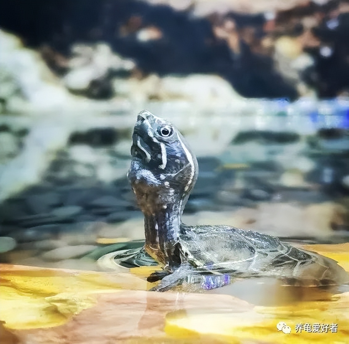 哪种龟最好养又耐活好吃,哪种龟比较容易养