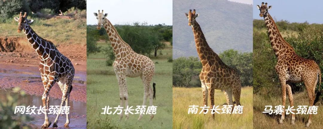 长颈鹿踢飞狮子,狮子偷袭长颈鹿长颈鹿使出杀手锏