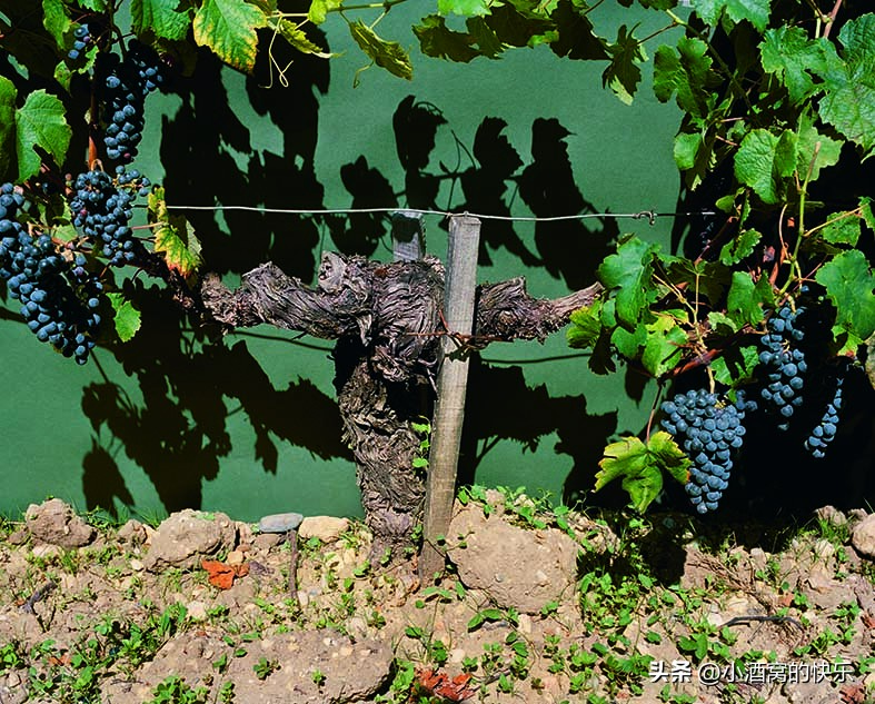 波尔多拉菲酒庄,波尔多chateauhautfontenelle红酒价格