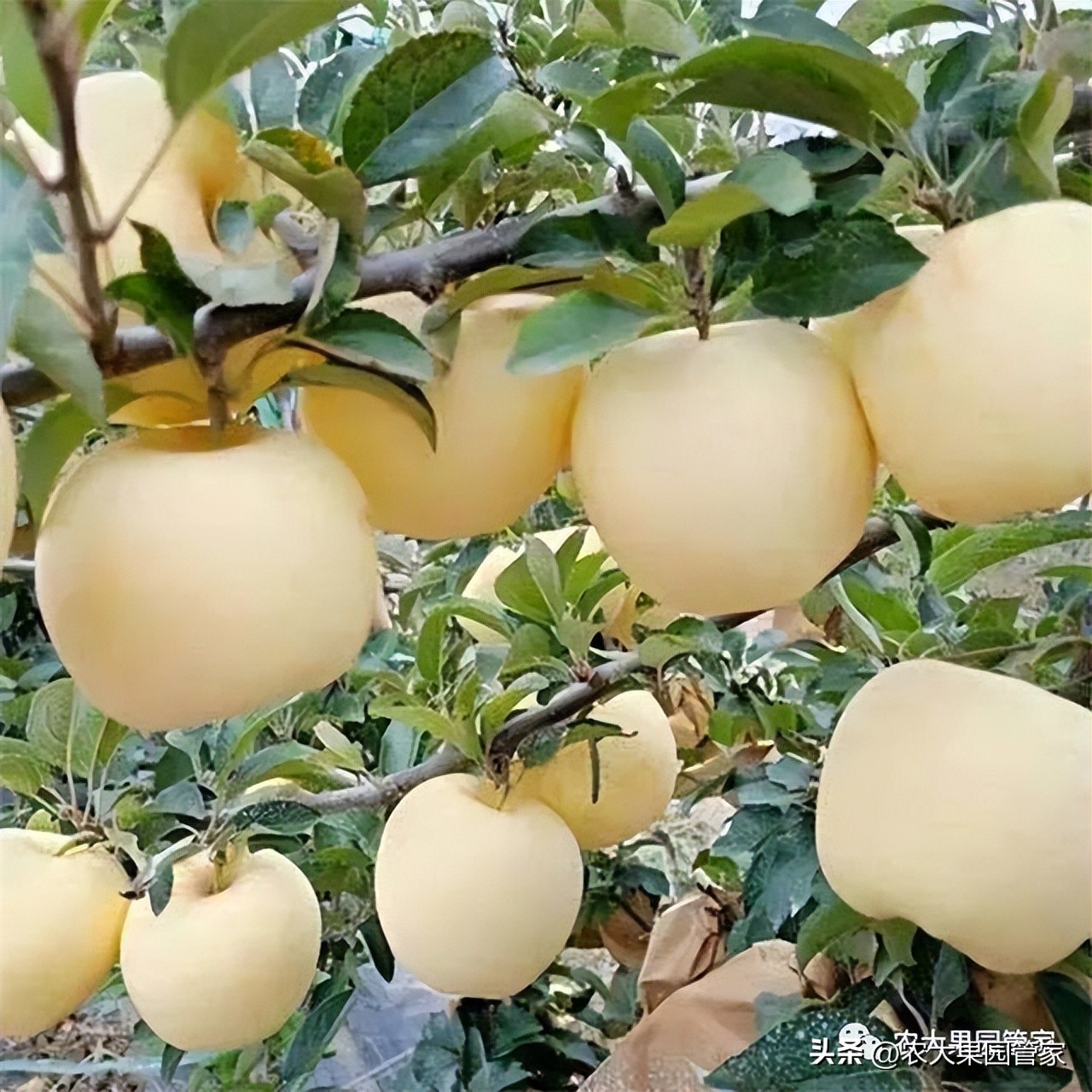 优质果树苗木品种介绍,最好的新品种苹果苗木