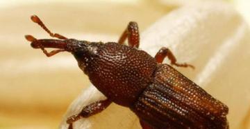 谷象的特征习性,农村谷堆的图片有吗