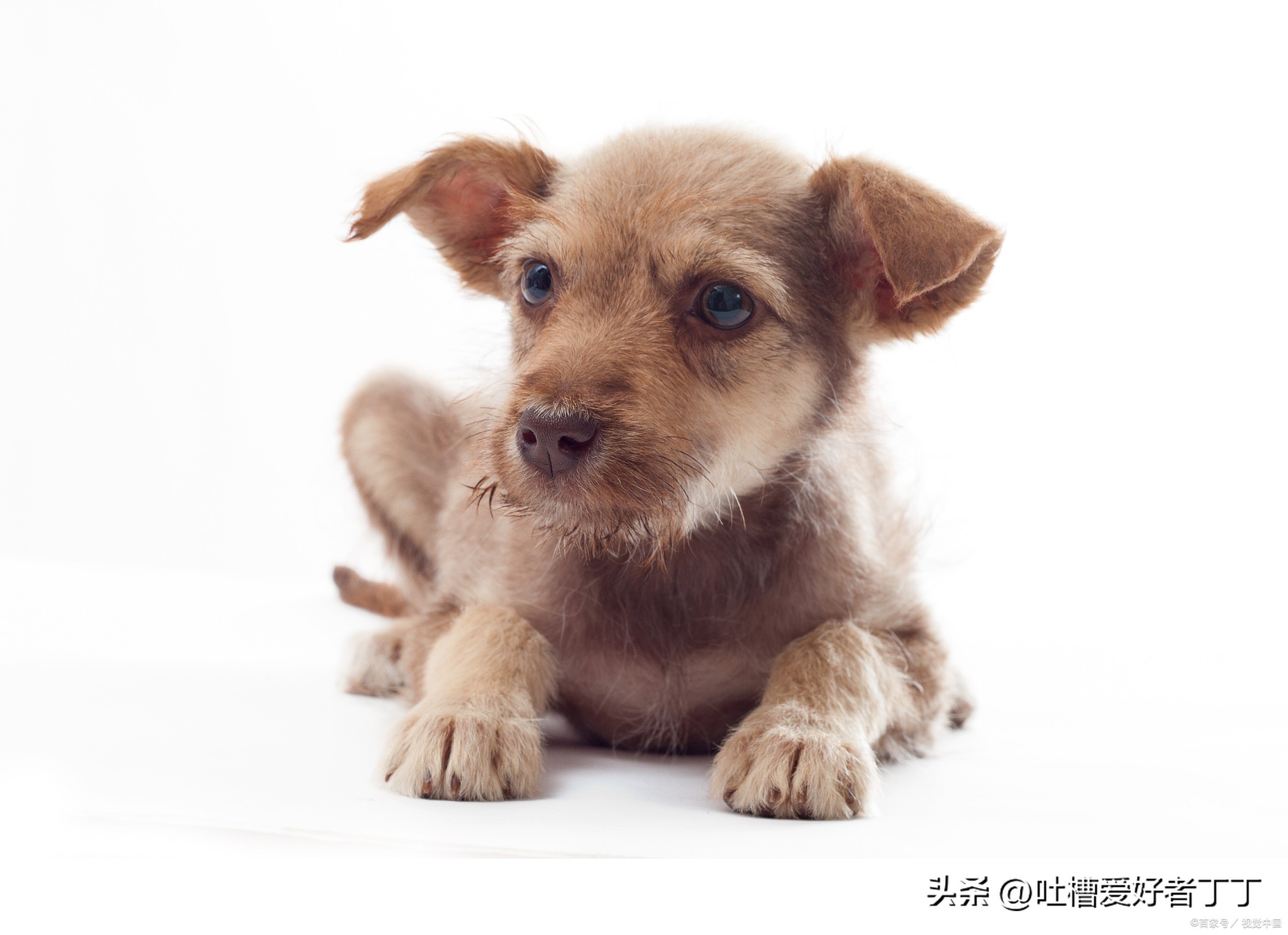 狗狗被车压鼻子出血还能救活吗,狗狗被车压了没出血活的几率大吗