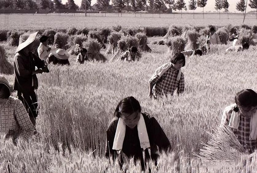 大眼睛女孩苏明娟100字人物事迹,安徽女孩苏明娟近况