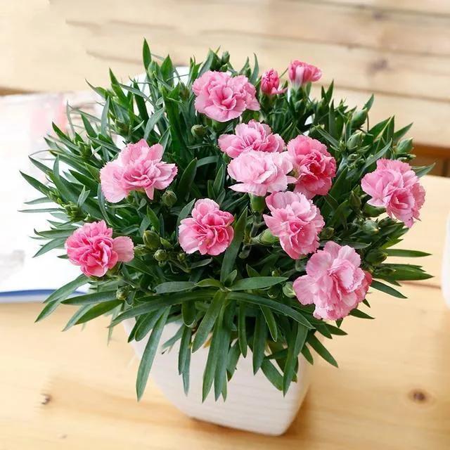 献给母亲节散文诗,送给母亲的一束康乃馨