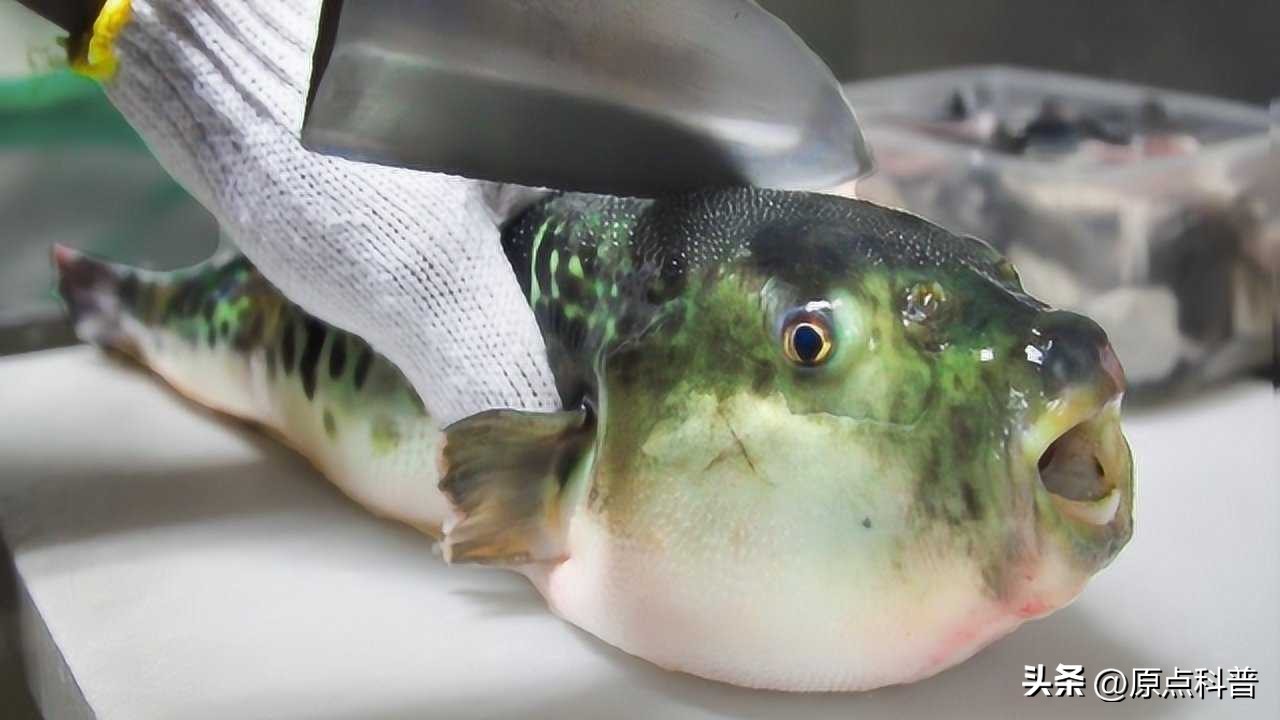 世界上最贵的海鲜十大排名,世界十大名贵海鲜