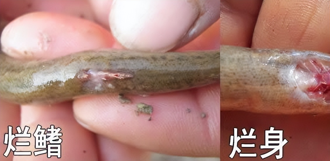 泥鳅水花常见病害及解决方法,泥鳅黄鳝的养殖技术和病害