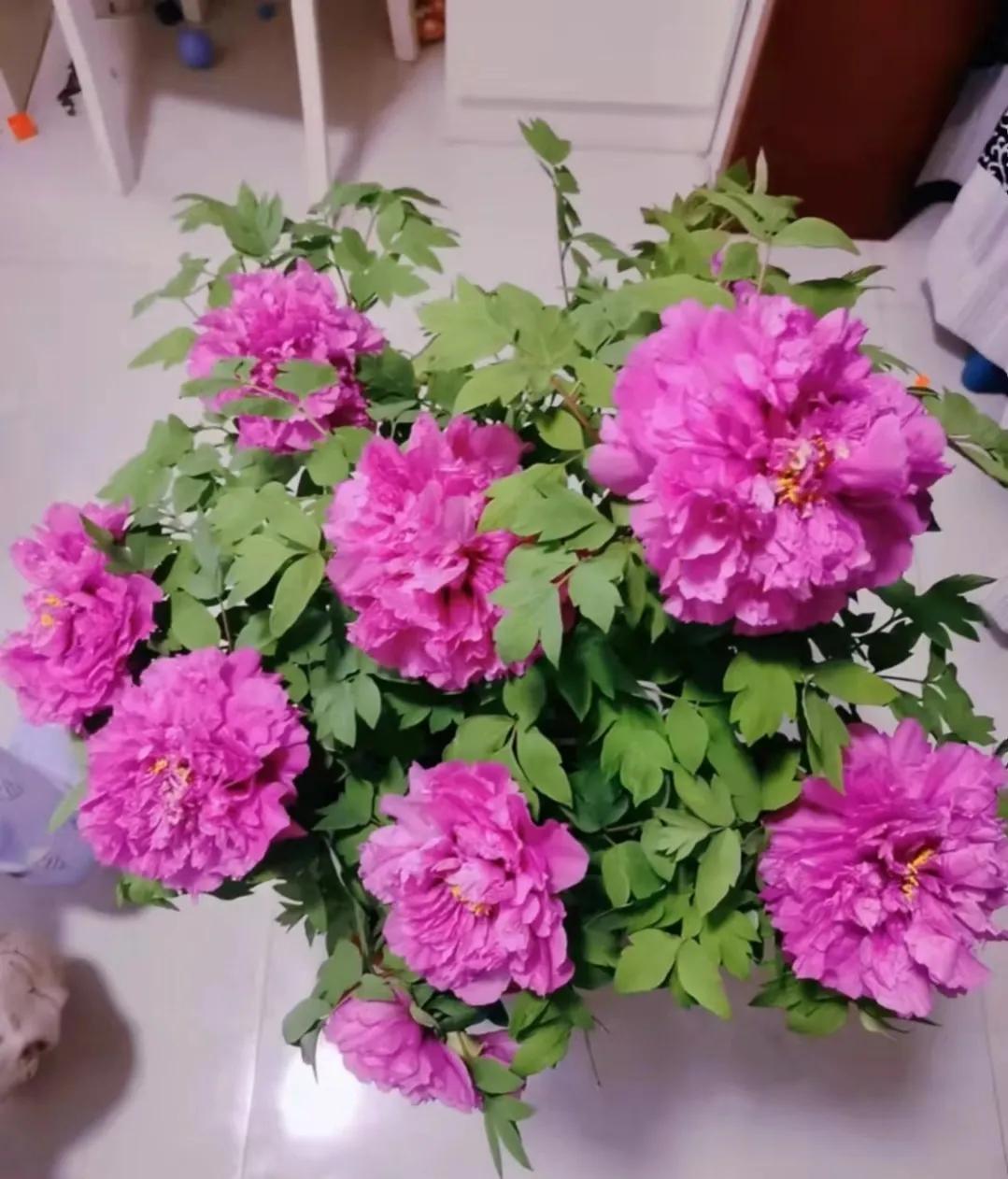 俗语“屋里有三花，非富即贵家”，说的是什么花？看你家有没有？