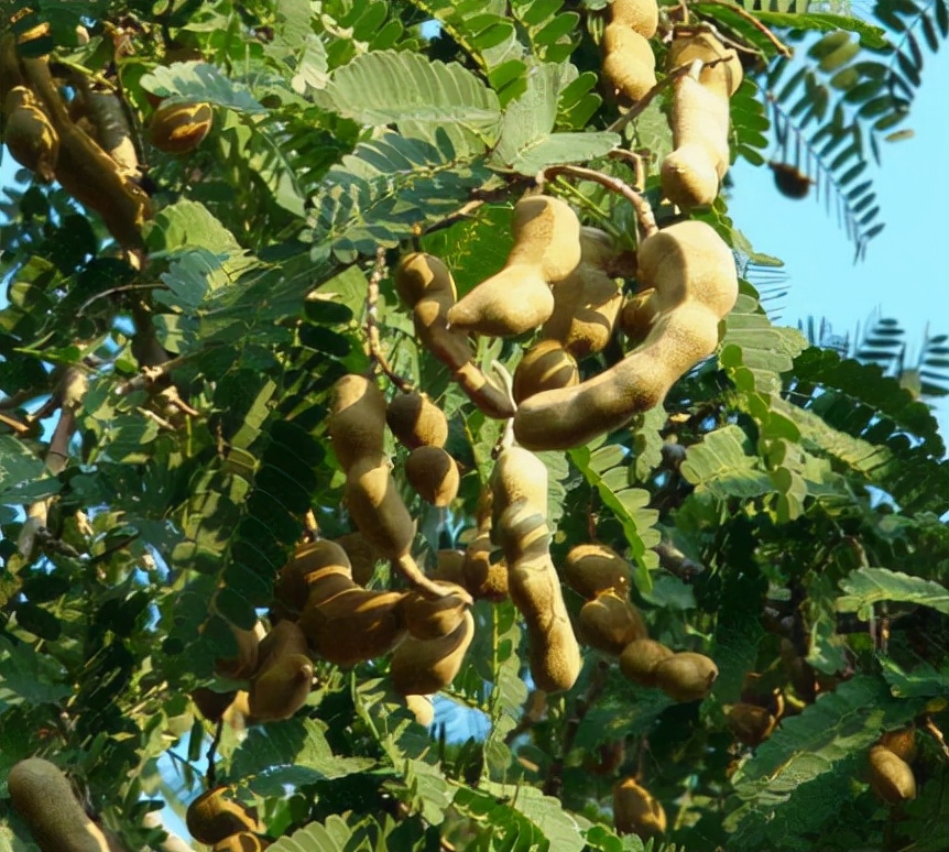 农村那些你吃过却叫不上名的野果,南方小时候路边的野果有哪些