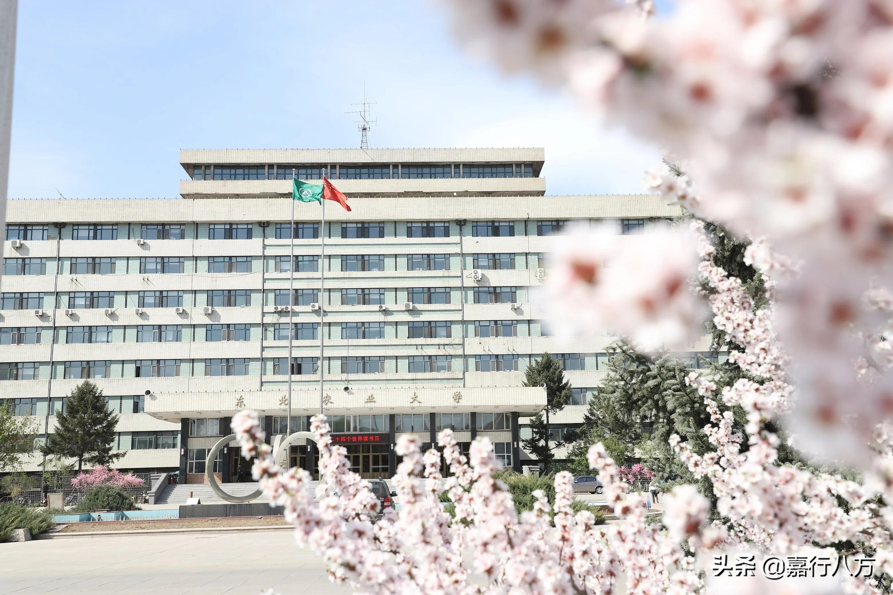 东北农业大学兽医全国排名,东北农业大学怎么样