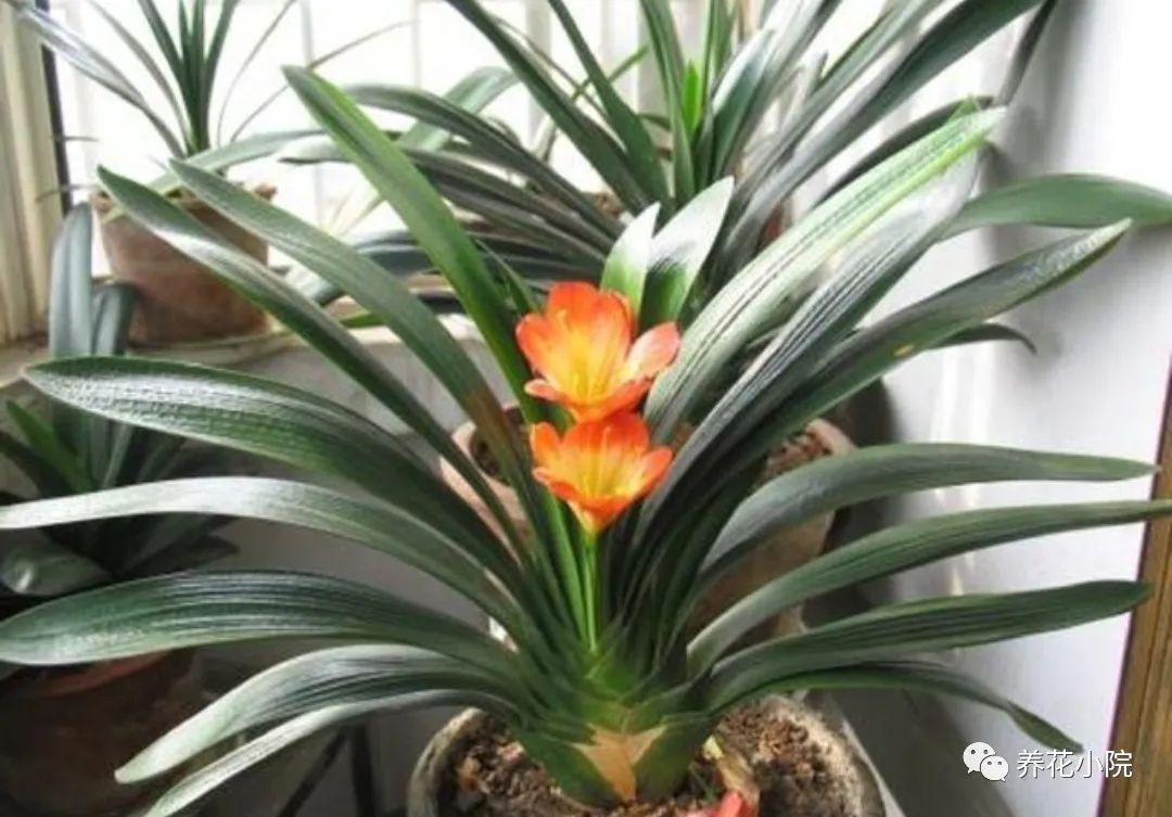 一年四季在客厅都好养的花,一年四季适合室内养又便宜的花