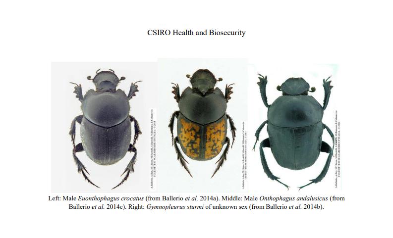 屎壳郎漂洋过海,屎壳郎出口澳大利亚时间