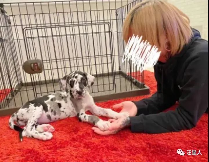 小黄狗长大的过程,小黄狗长大过程