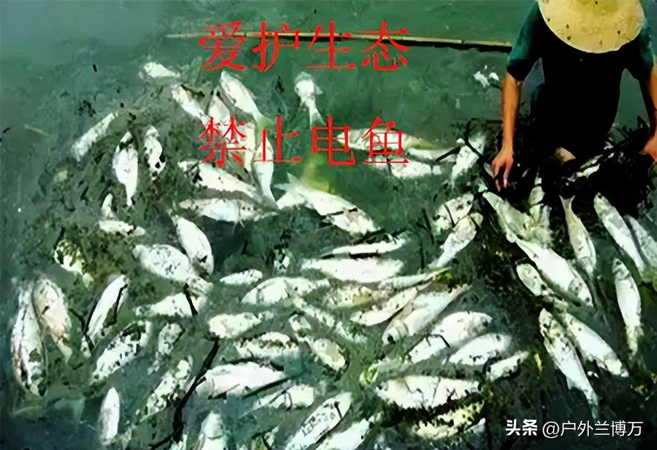 电鱼不小心被电了有危害吗,电鱼对人的危害大吗