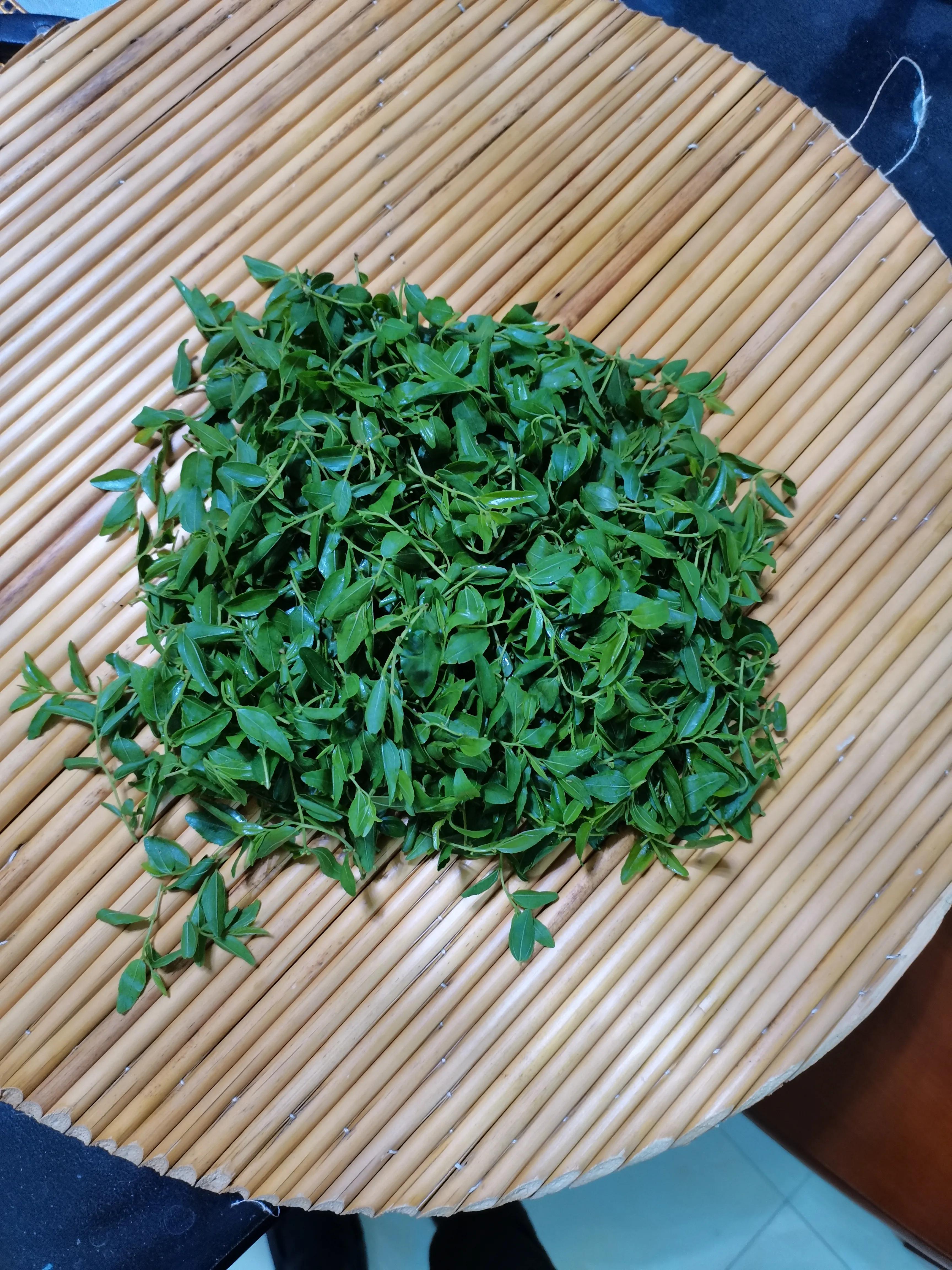 酸枣叶制茶做法,山上的野生酸枣叶可以采摘做茶吗