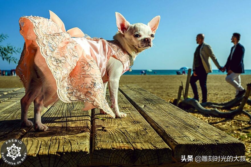 最佳婚纱摄影作品欣赏,50张婚纱摄影作品欣赏